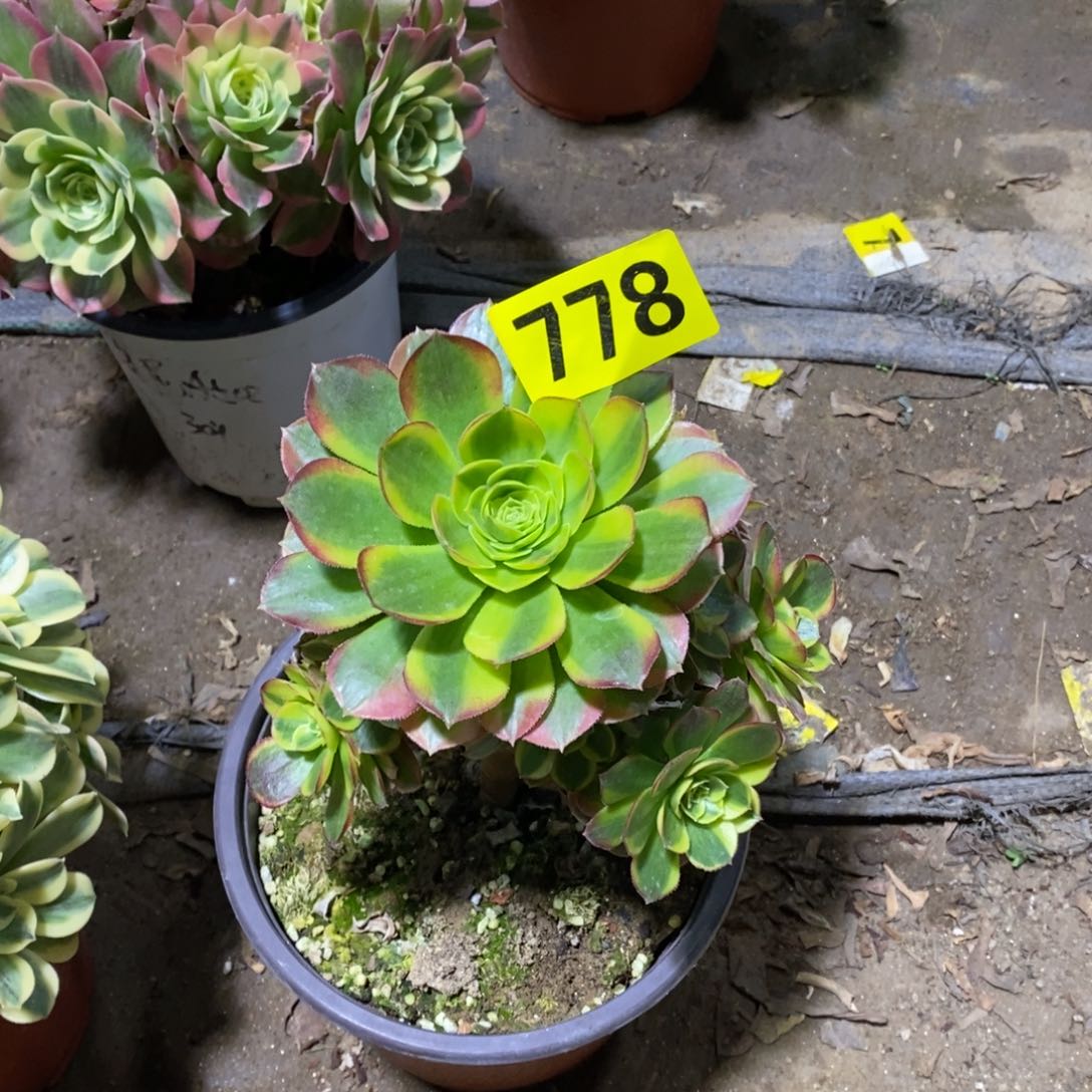 奶白多肉法师778