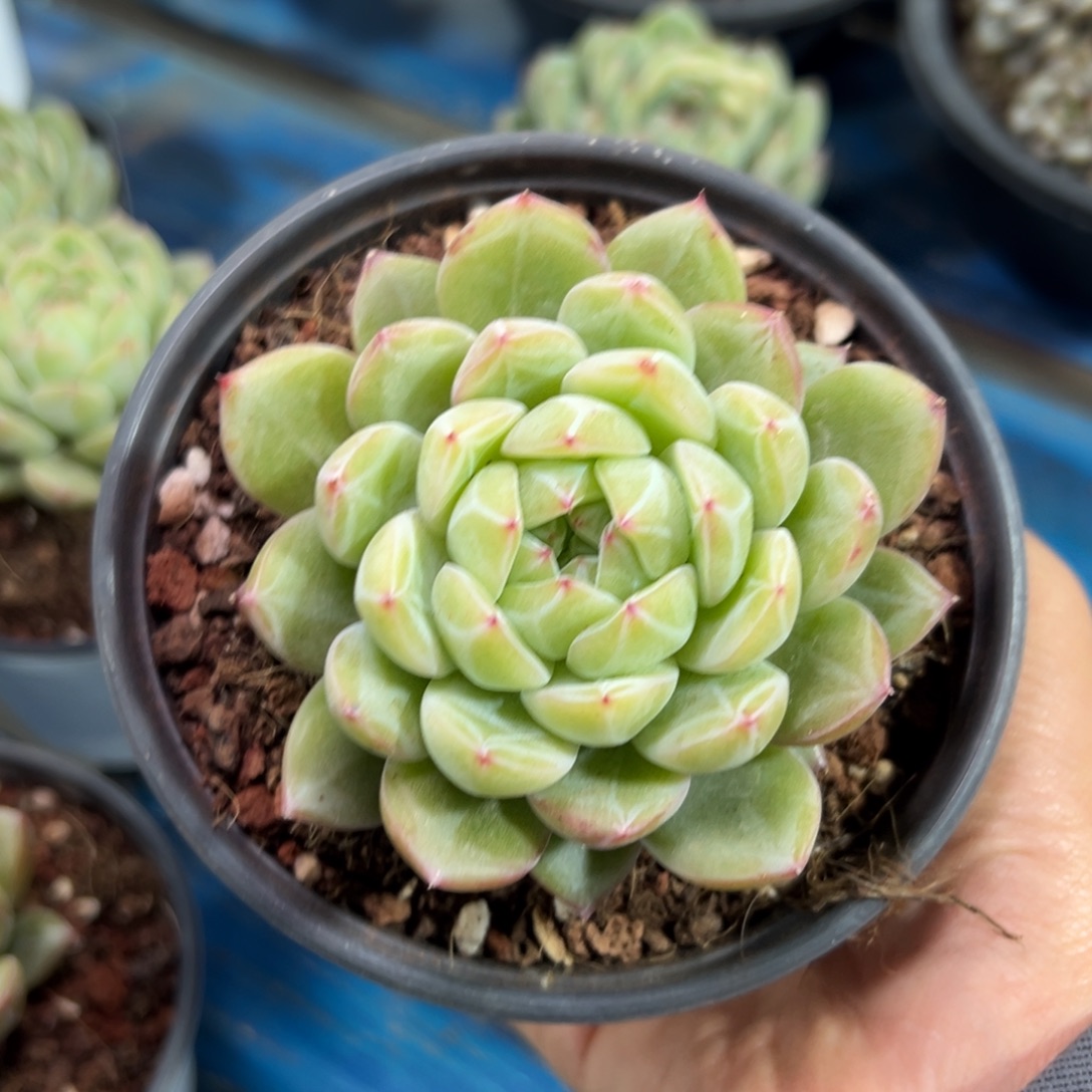 雪花珍妮一颗特惠8cm左右