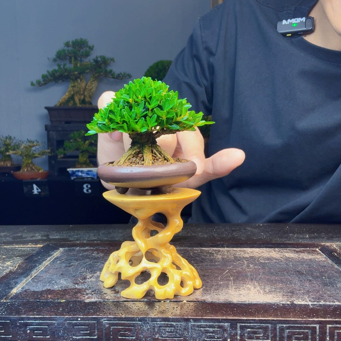 玖***景无花朵黄杨盆景一物一拍