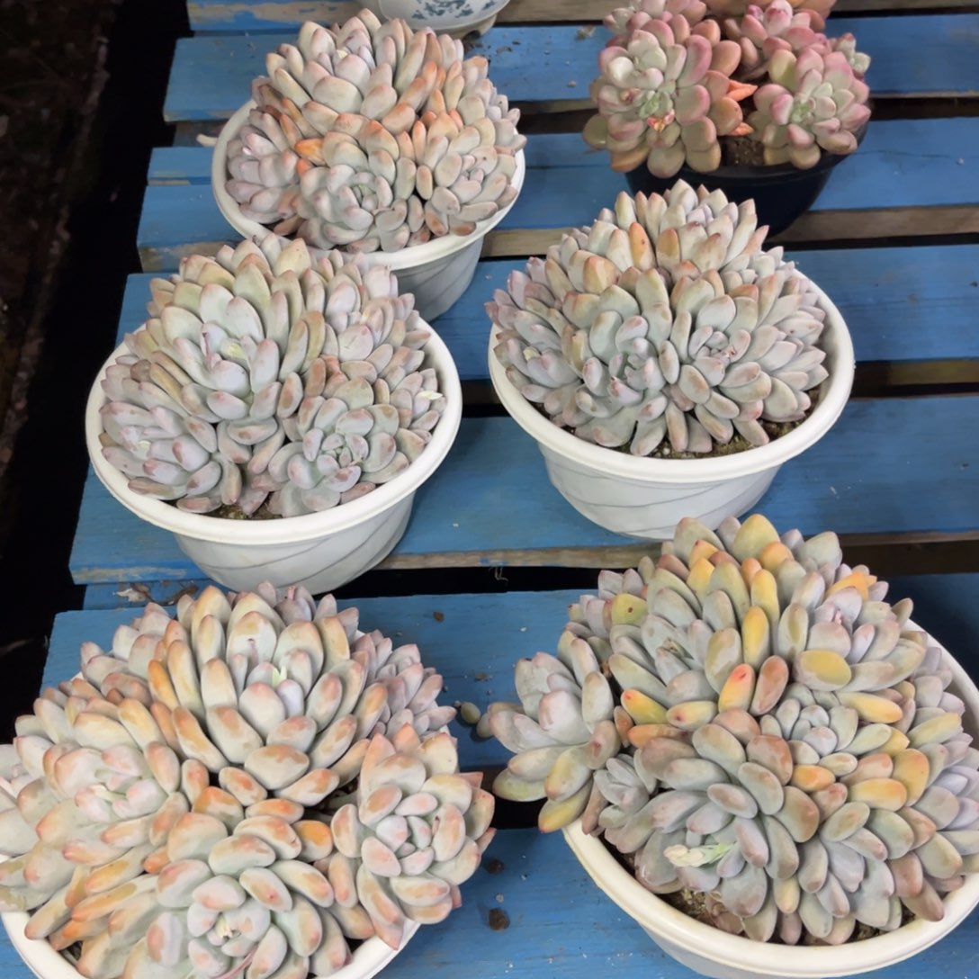 小雨多肉香水群生