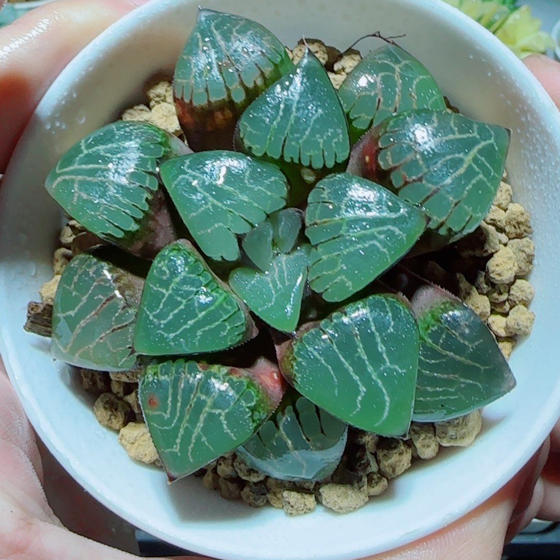 爱神克多肉植物 