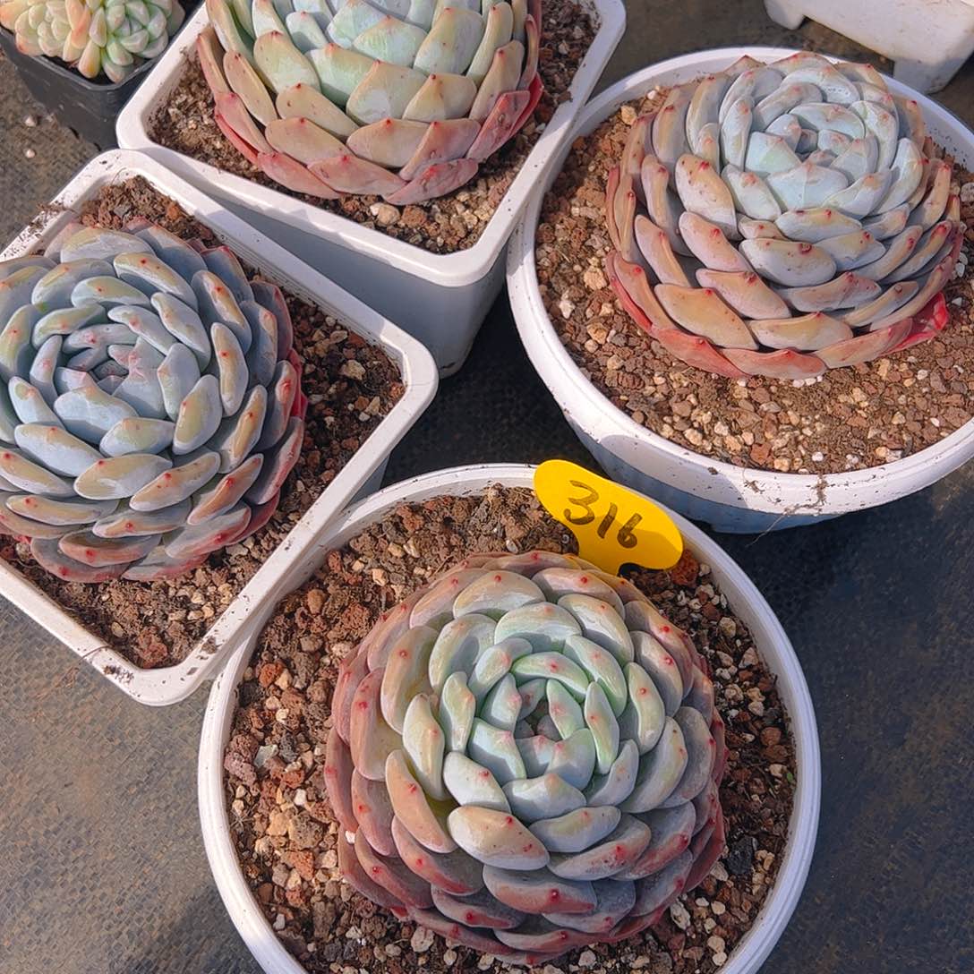 四颗橙梦露316号一物一拍