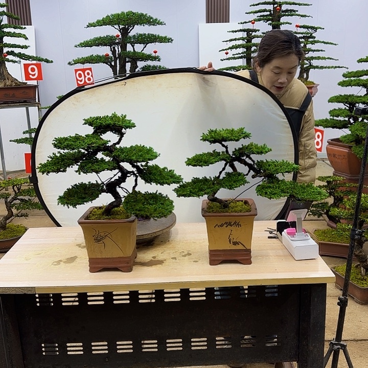 盆景直播间一物一拍