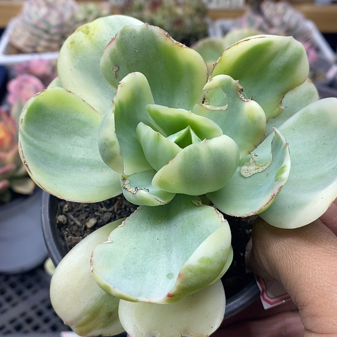 1416 鸡蛋碧桃锦 微瑕