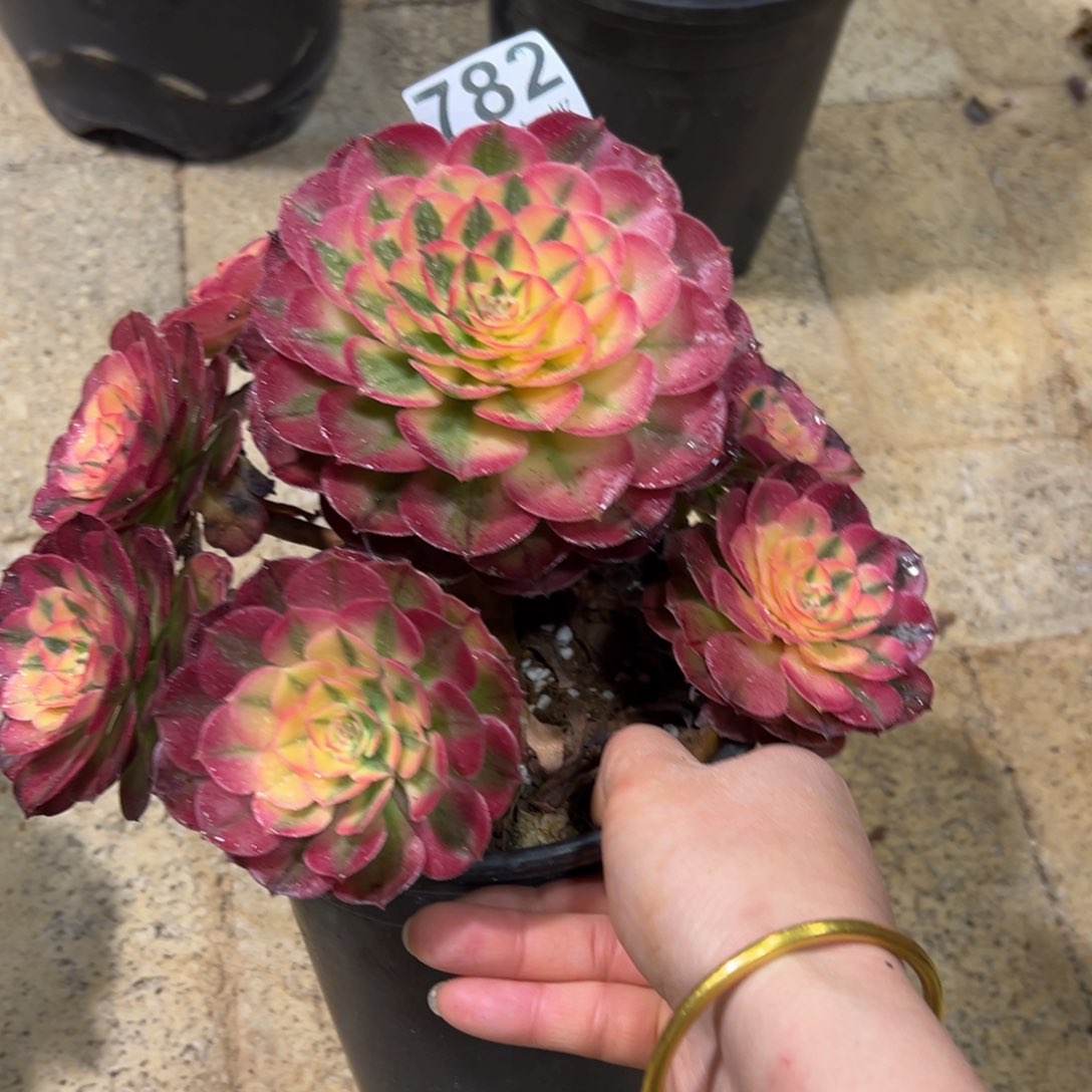 芒****）多肉植物782荔枝