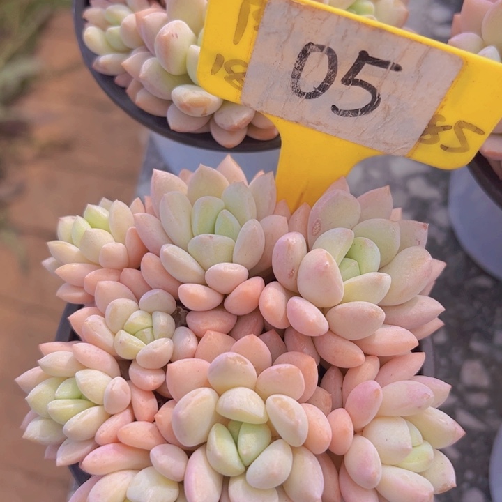 0**2健健康康平平安安