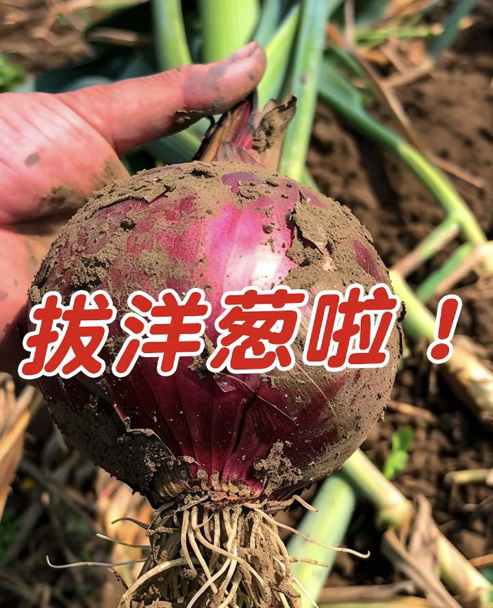 2025水果洋葱脆甜爆汁