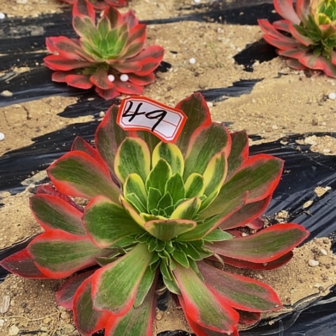 粉花妖捧花法师49链接