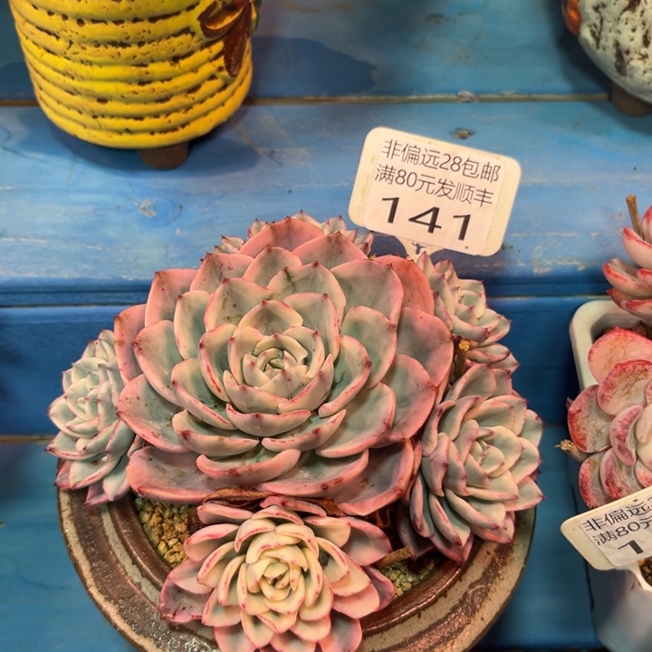 大141（zvxvcbbnbnnn