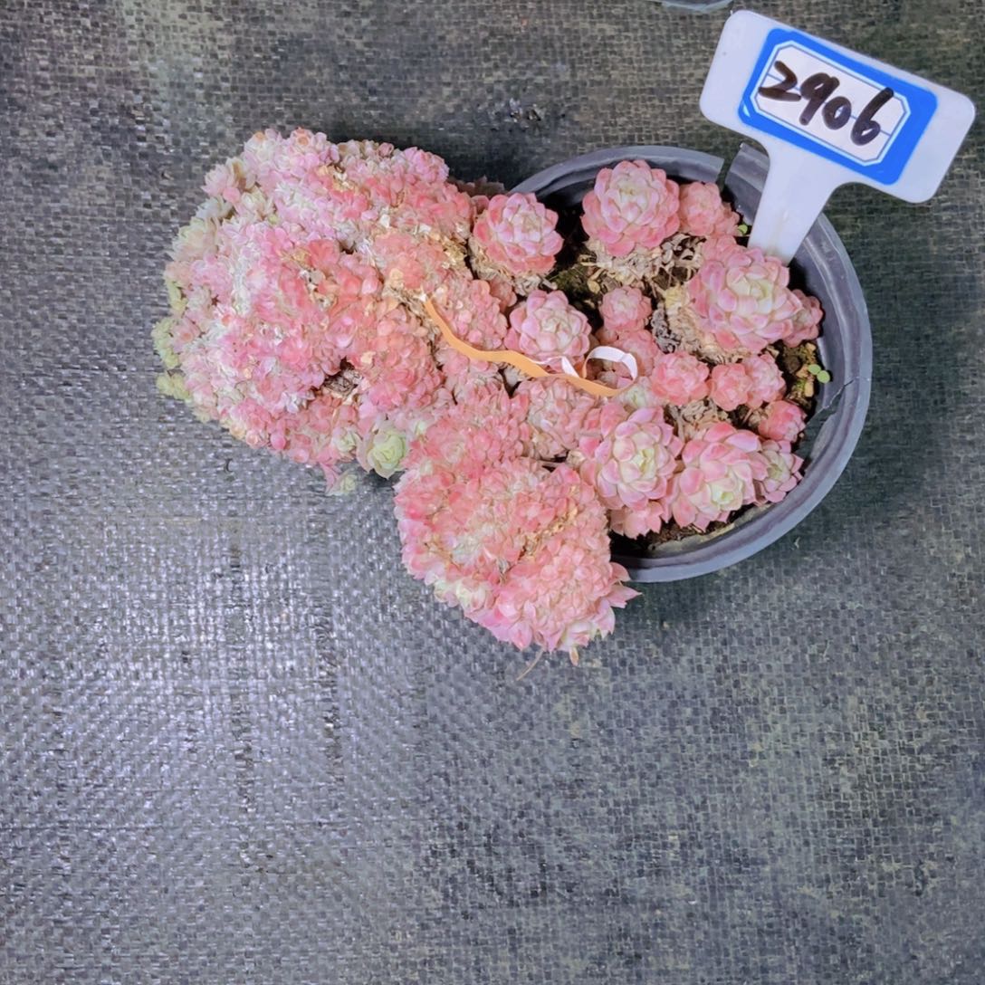 星***谷2906小粉梅树缀化寄养