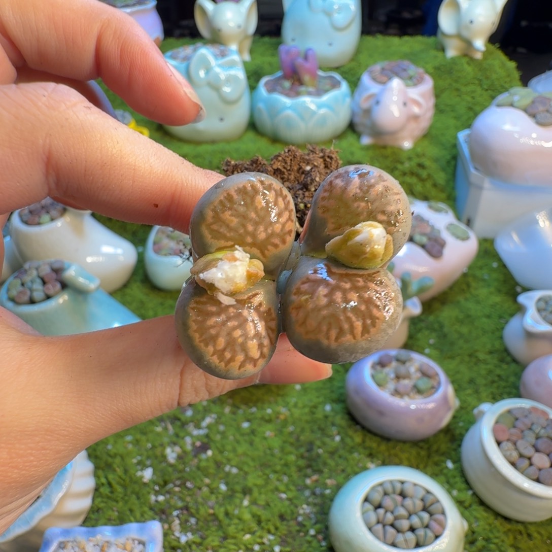 .***.多肉葡萄的季节性1403