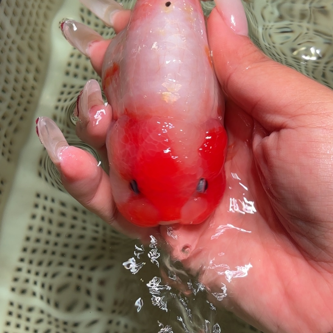 祖***贤金鱼不拍包装运费到付，拍包装包邮