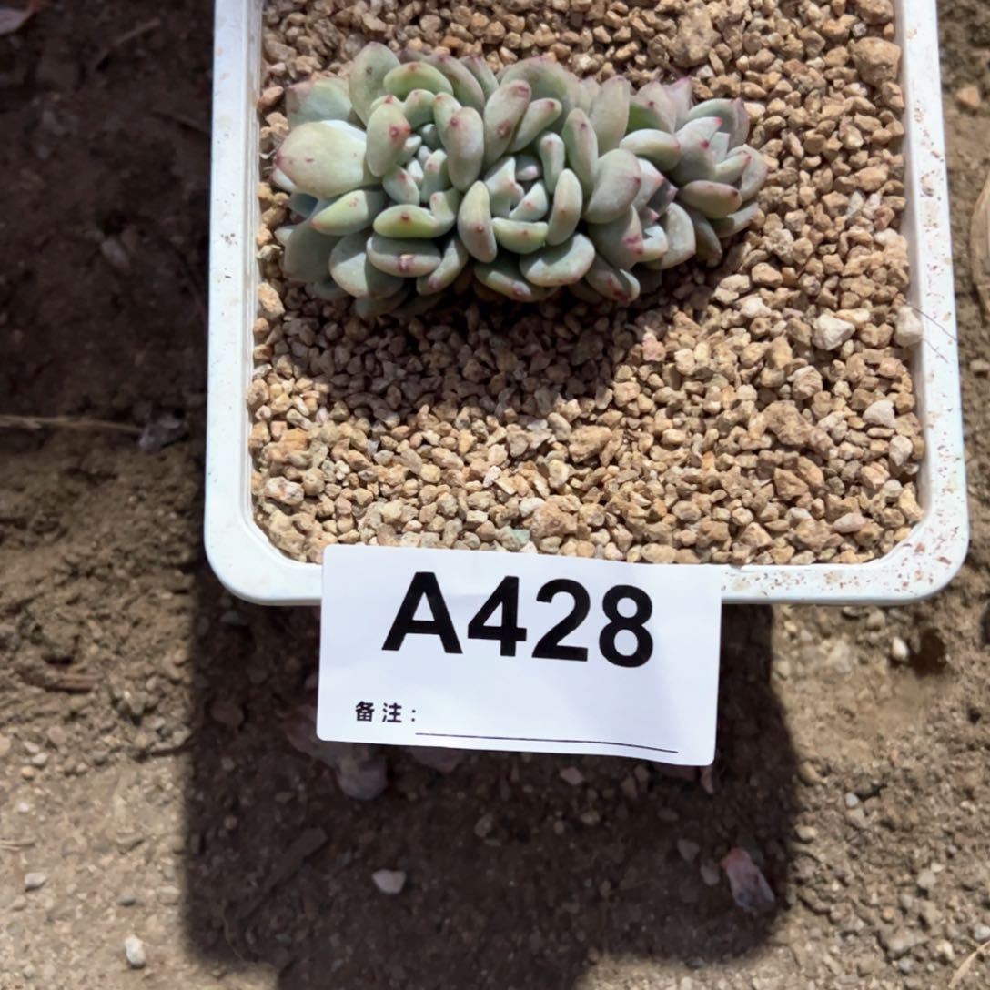 开****428 多肉多肉多肉多肉多肉