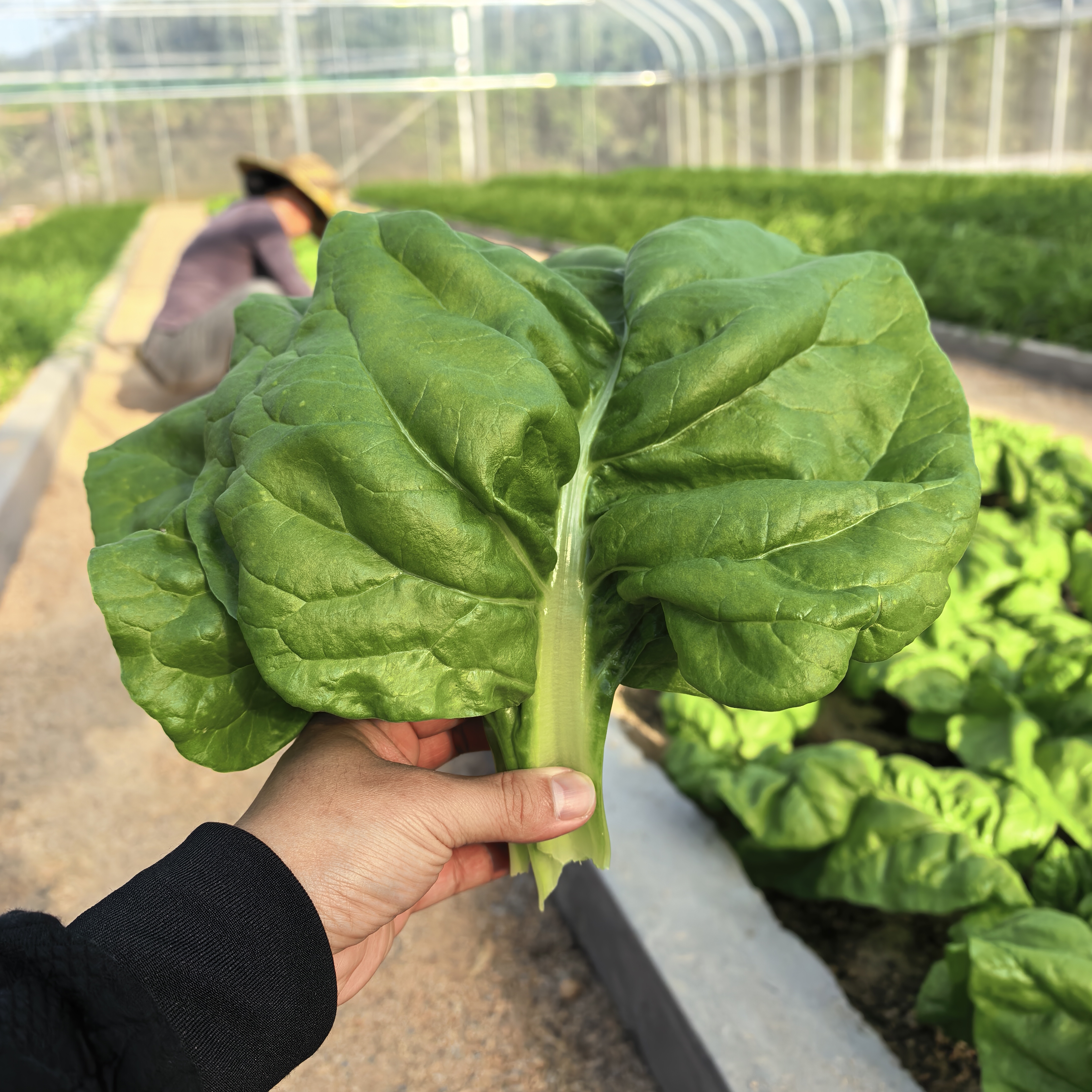 潮汕厚合菜猪乸菜青菜秧新鲜现采大叶菠菜当季美味蔬菜