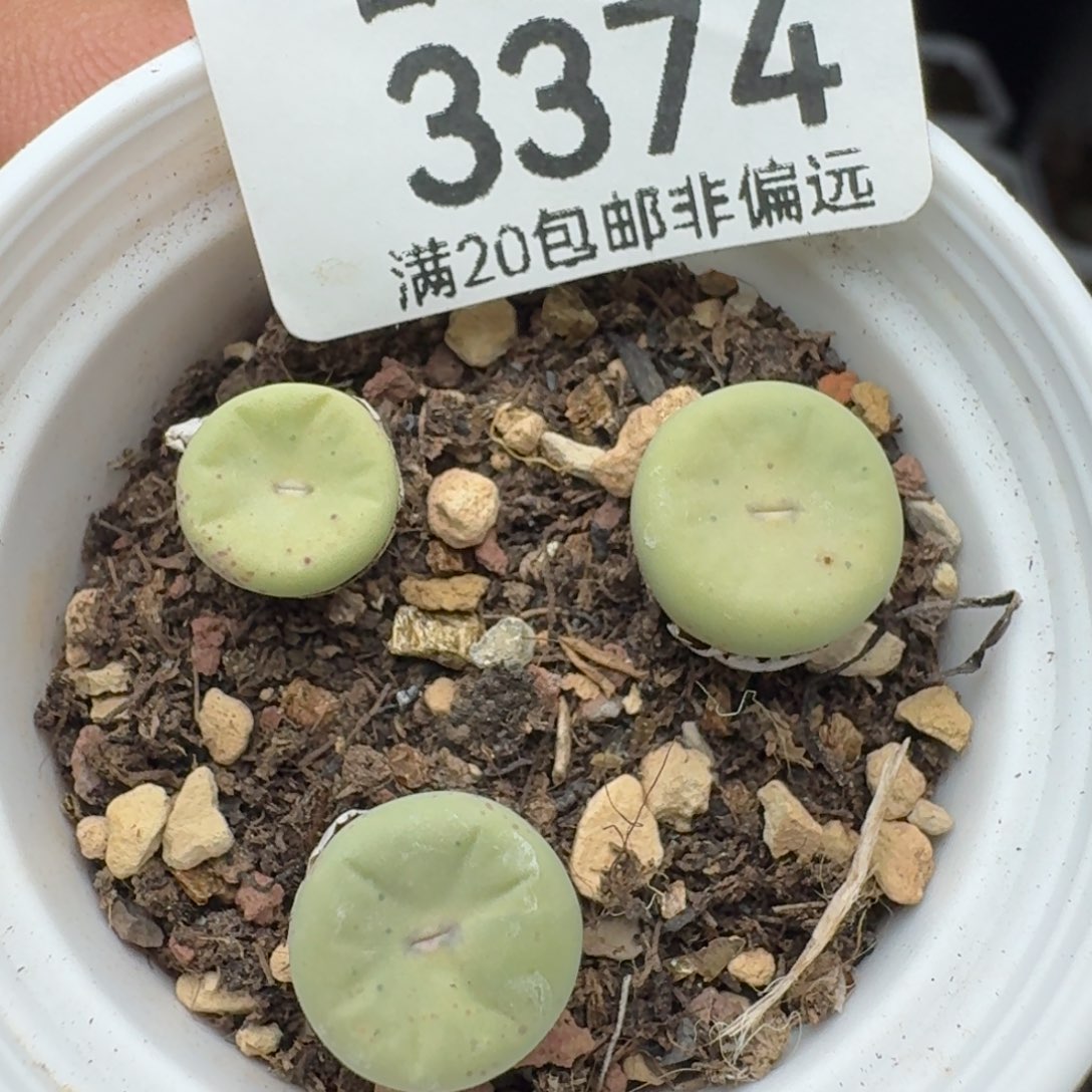 红嘴带盆土。             