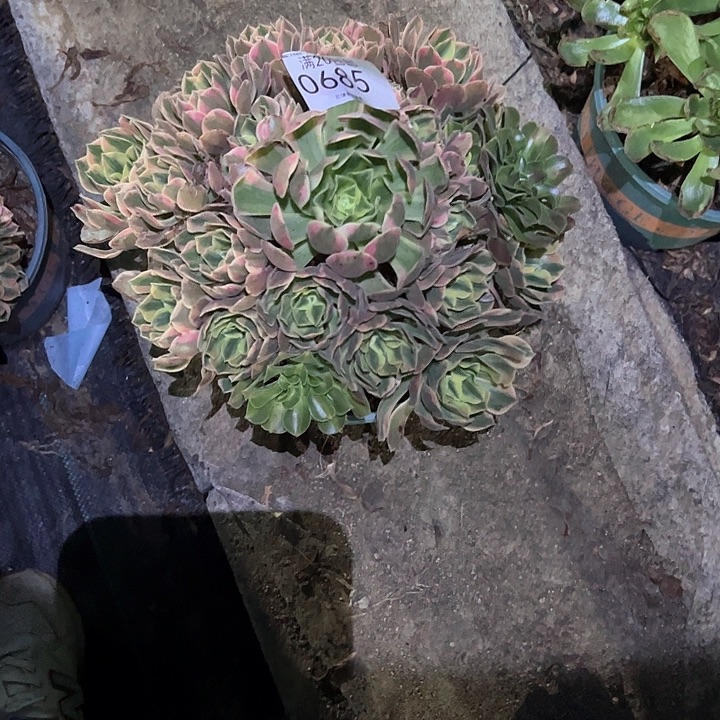 0685女妖多肉植物