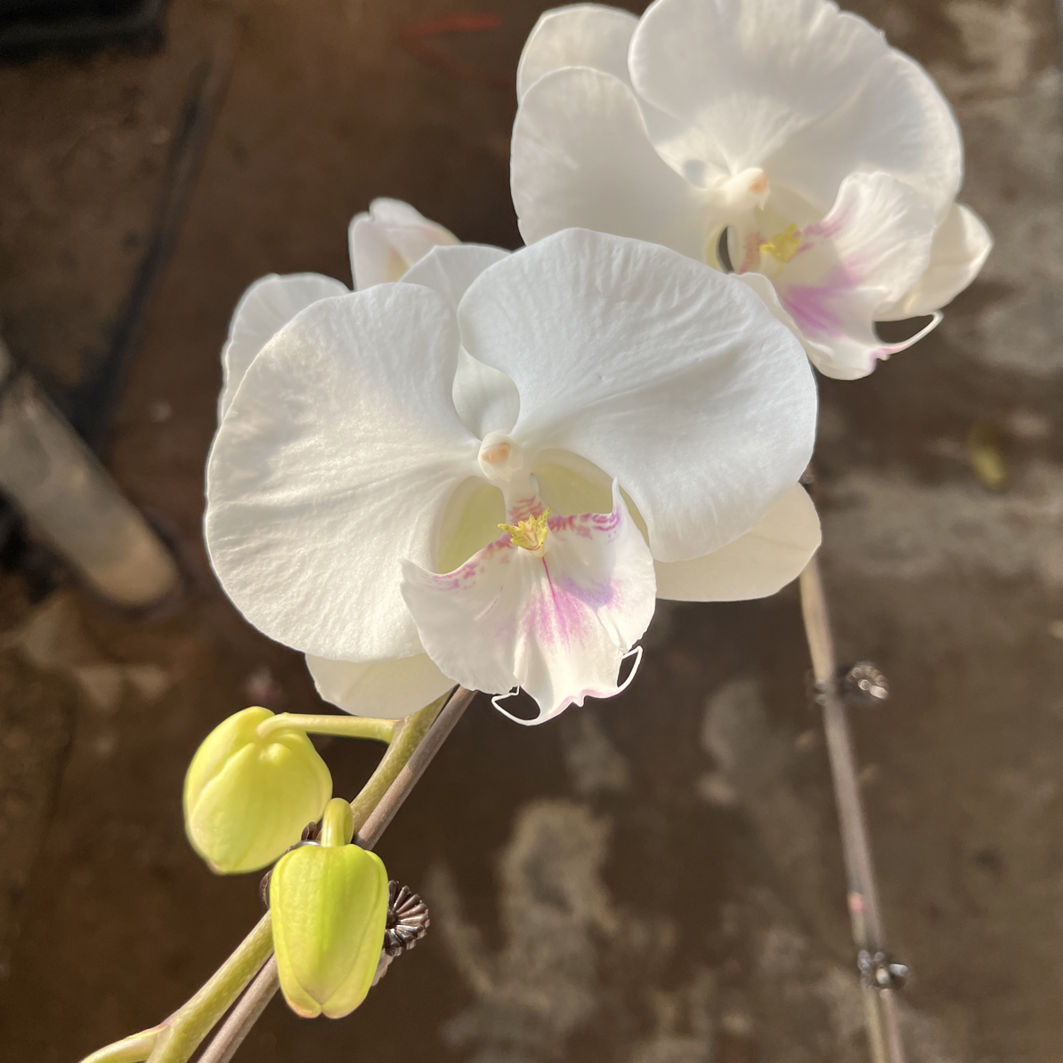 渟叙【白富美】3.0寸 带花带花苞