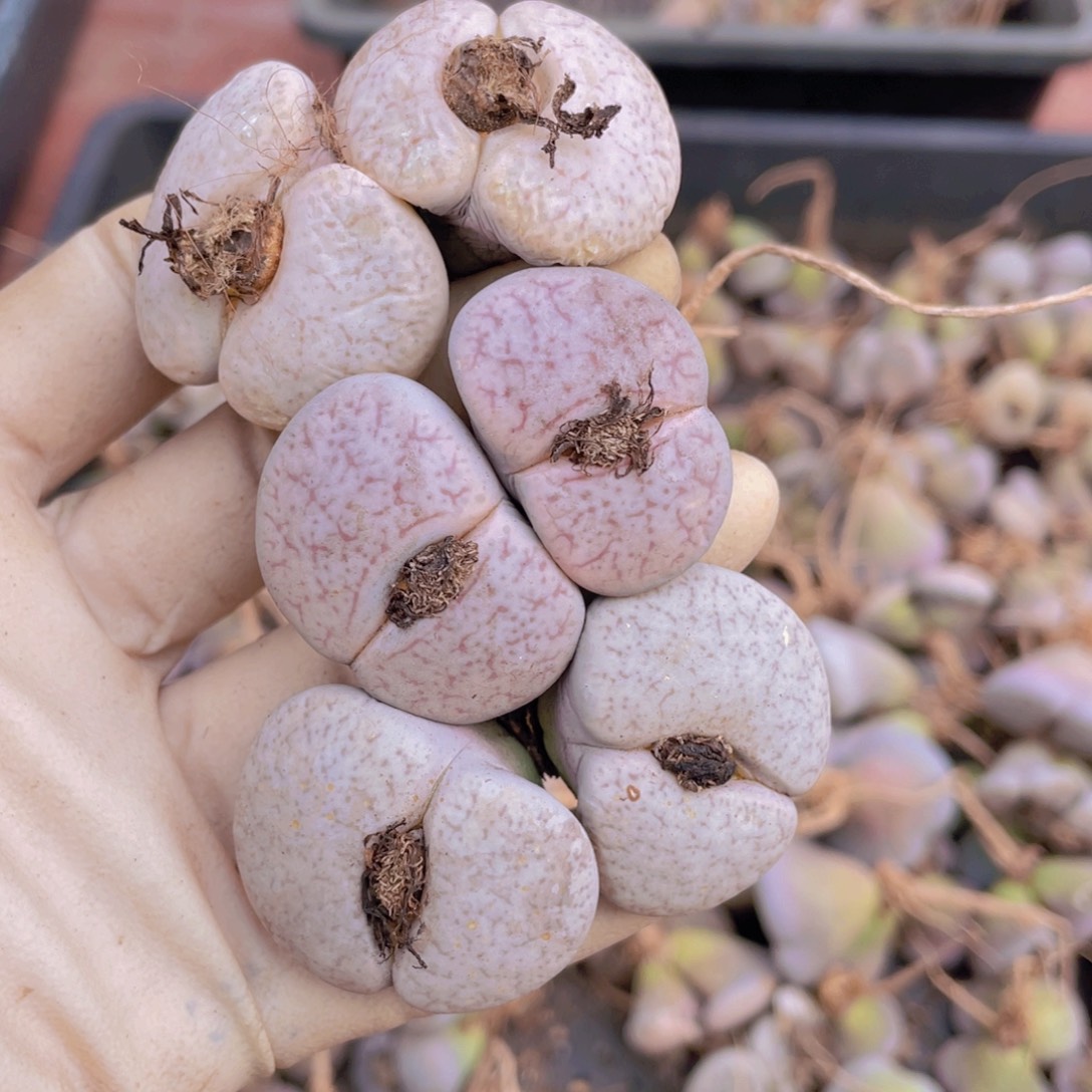 3颗双头曲玉8888888888888