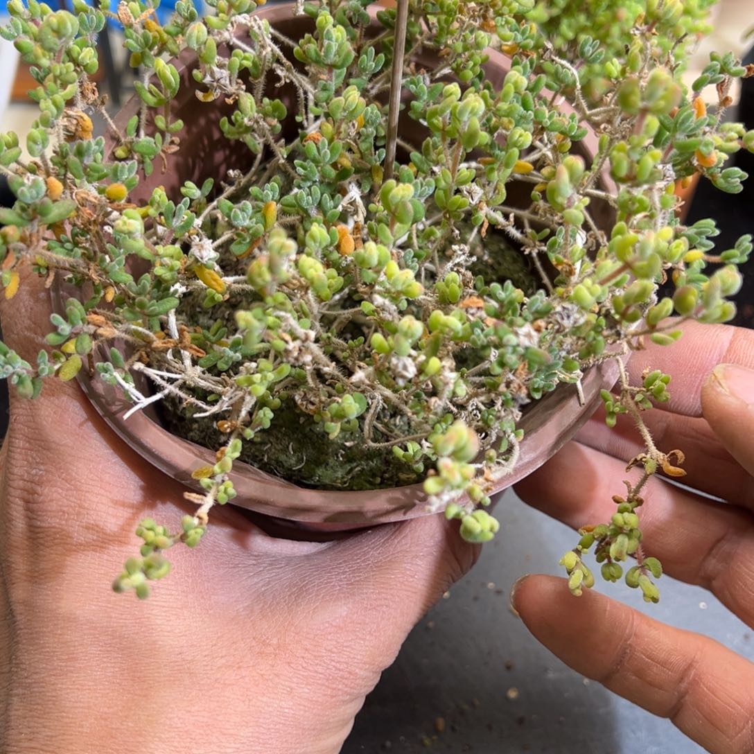 红宝石锦120盆红色
