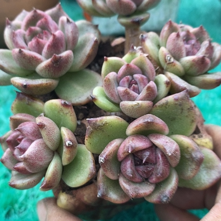 黑水晶系列整无砍多肉