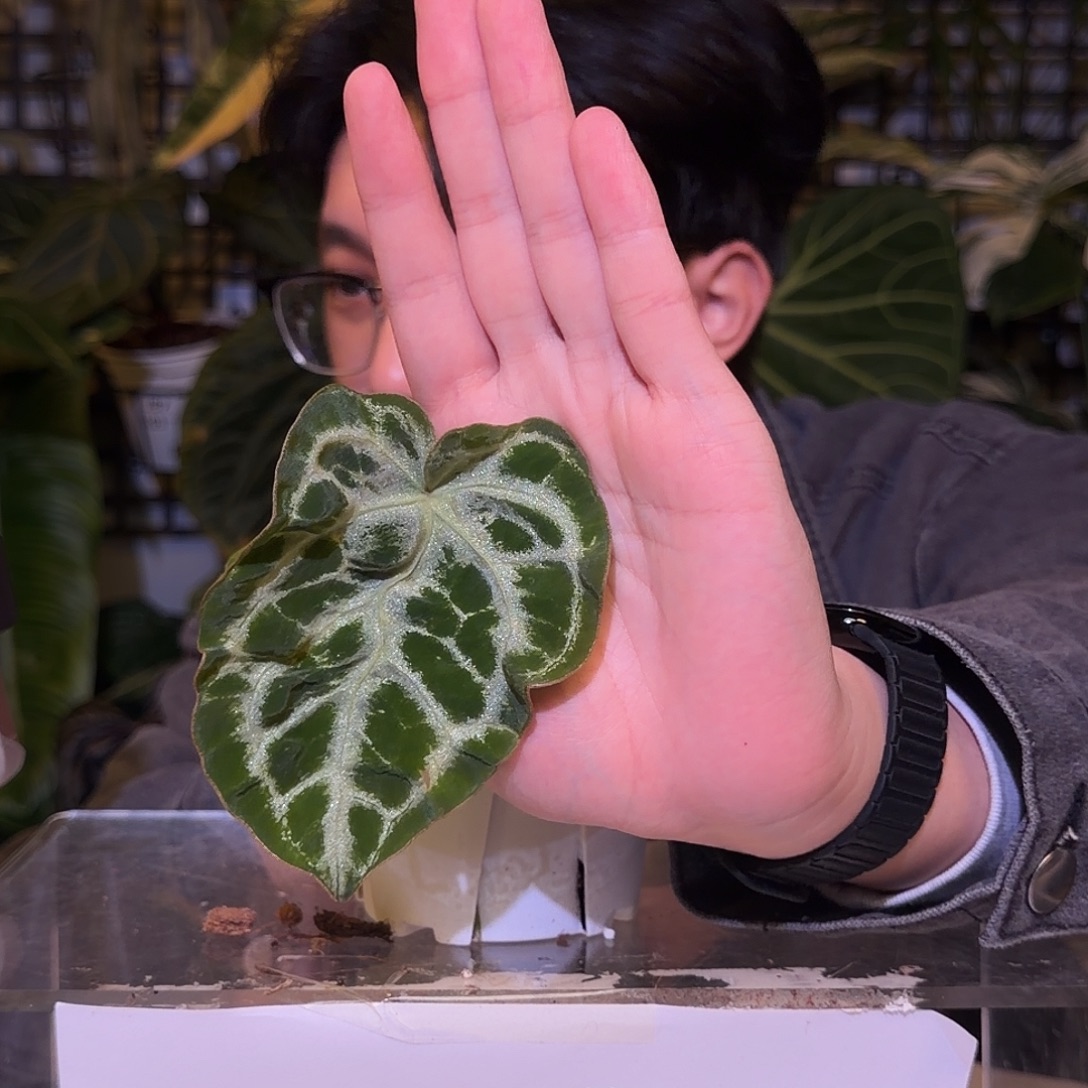 完全开放F561银虎杂ftg