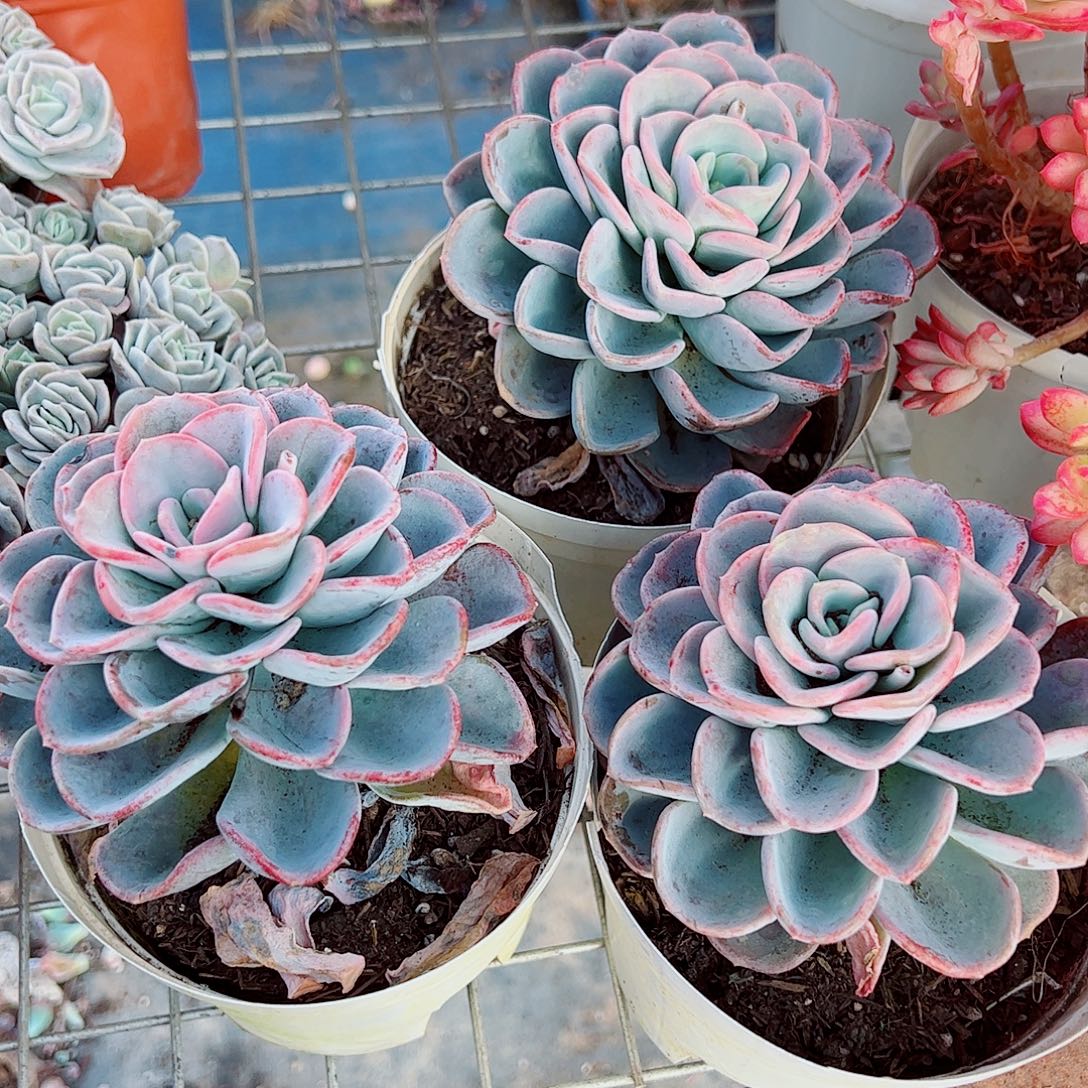 美尻大单头精品特价三盆