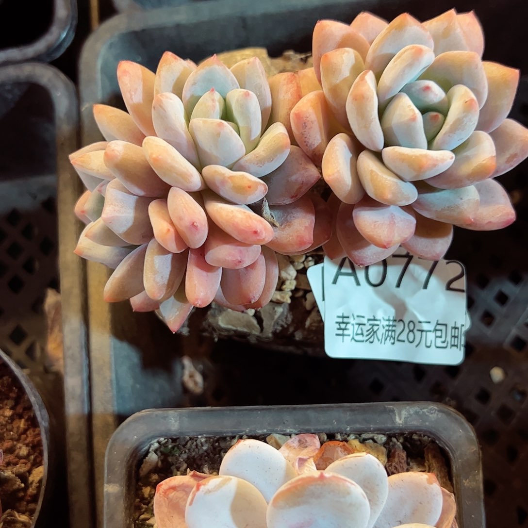 幸运的是我的朋友们