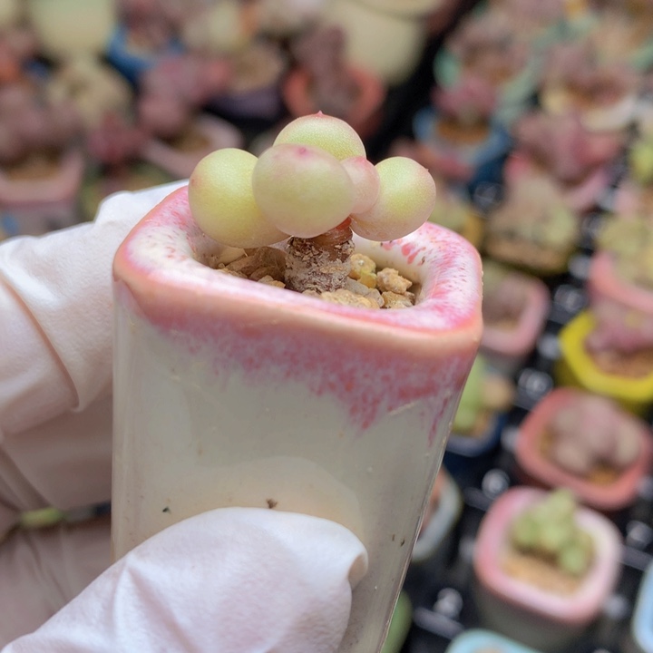 莱***毛一物一拍 水蜜桃 啦啦啦