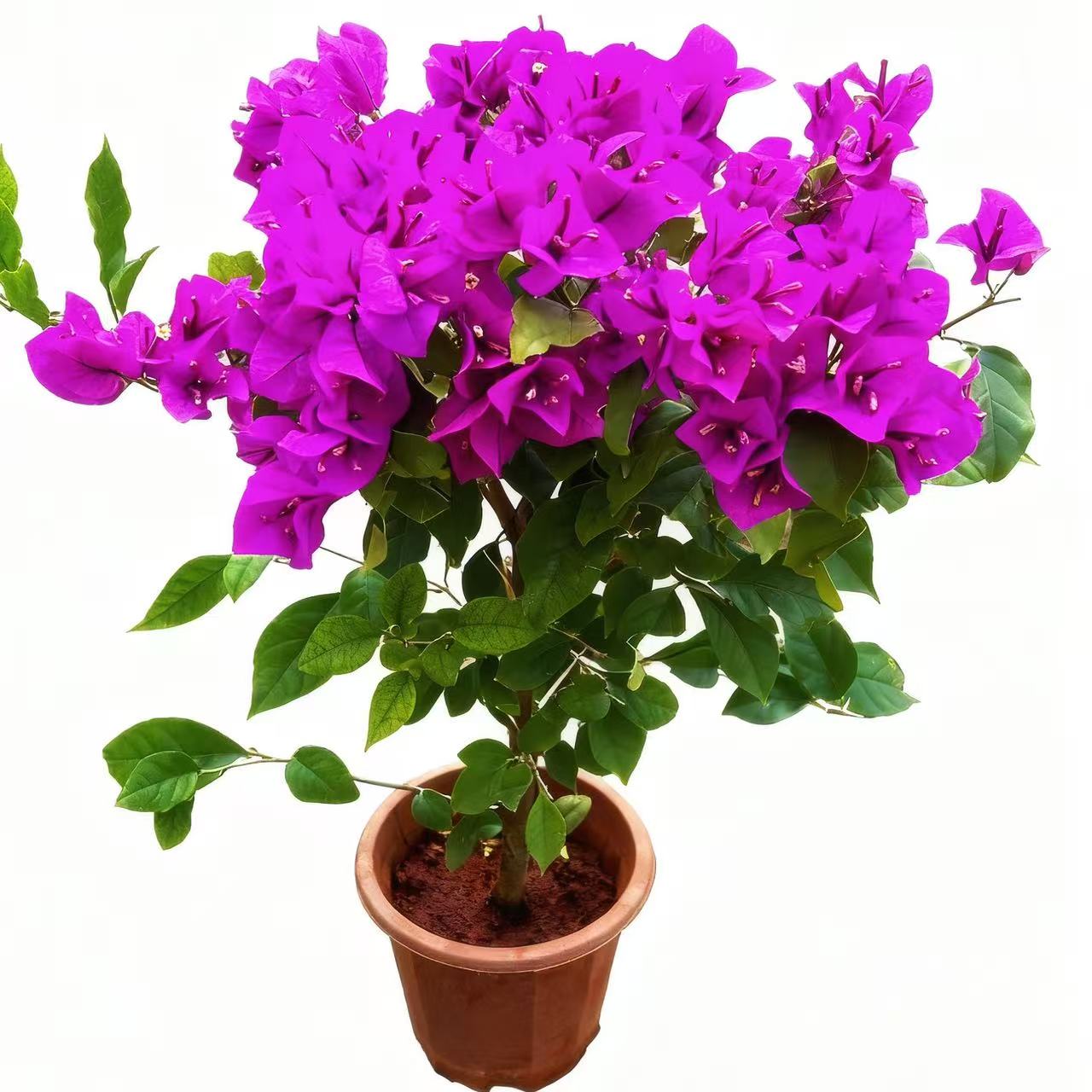 云南紫三角梅运输途中掉花掉叶介意勿拍【60-80厘米高度】