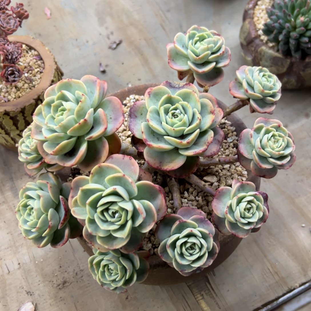 哈密瓜58 零零多肉植物