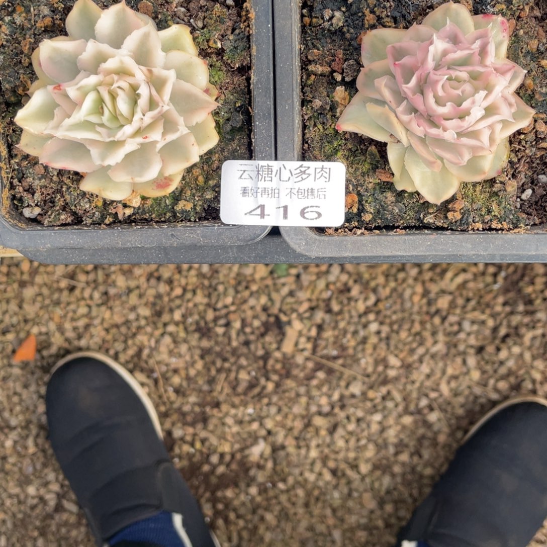 哦***喽云糖心多肉植物416