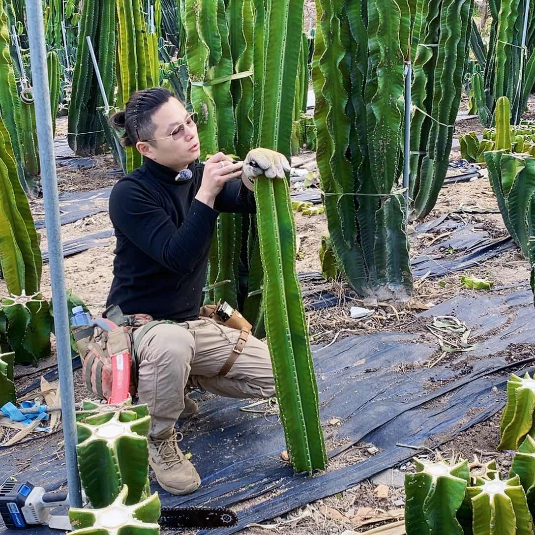 秘鲁苹果高度95厘米左右无根