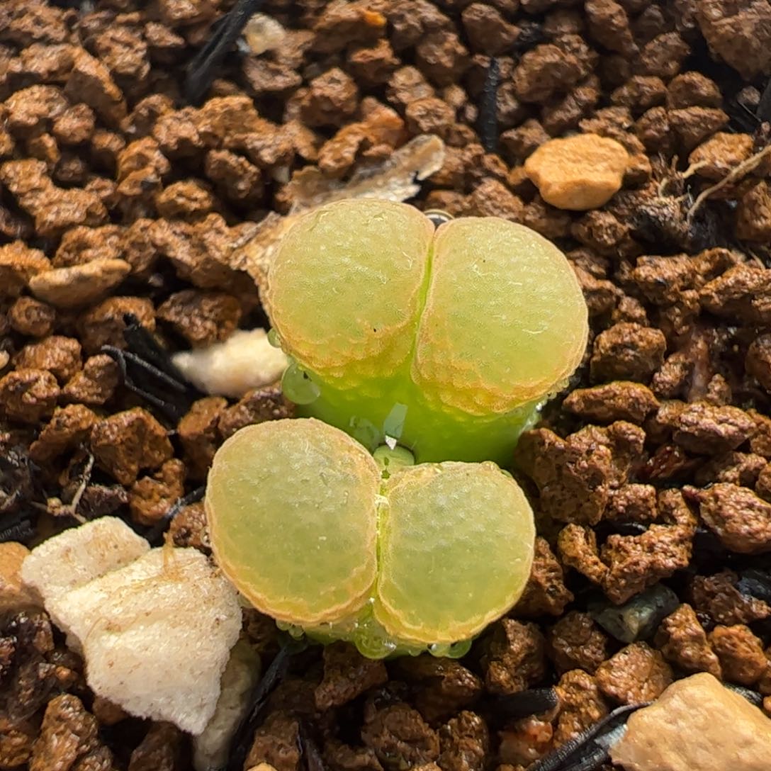 741多肉植物百科