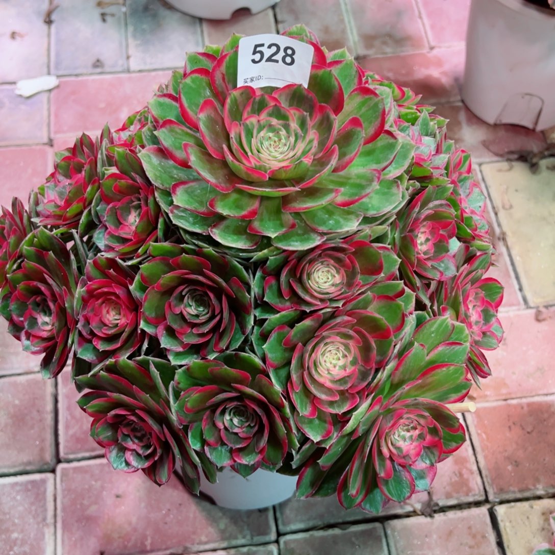528月华法师多肉植物