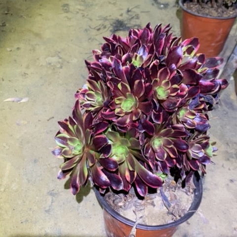 欧嘉莉多肉植物003