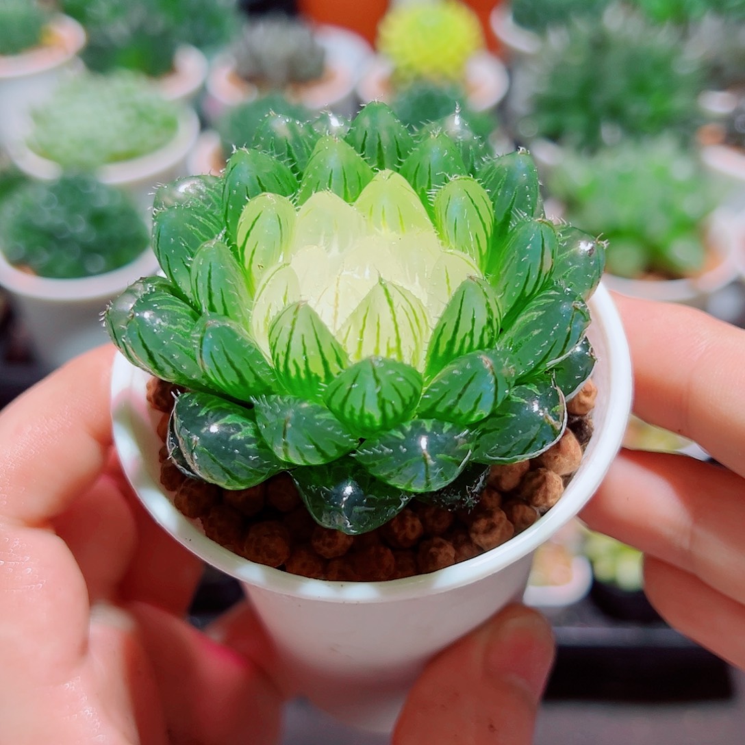 宝莲灯玉露多肉多肉