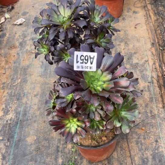 651两个法师不包断枝