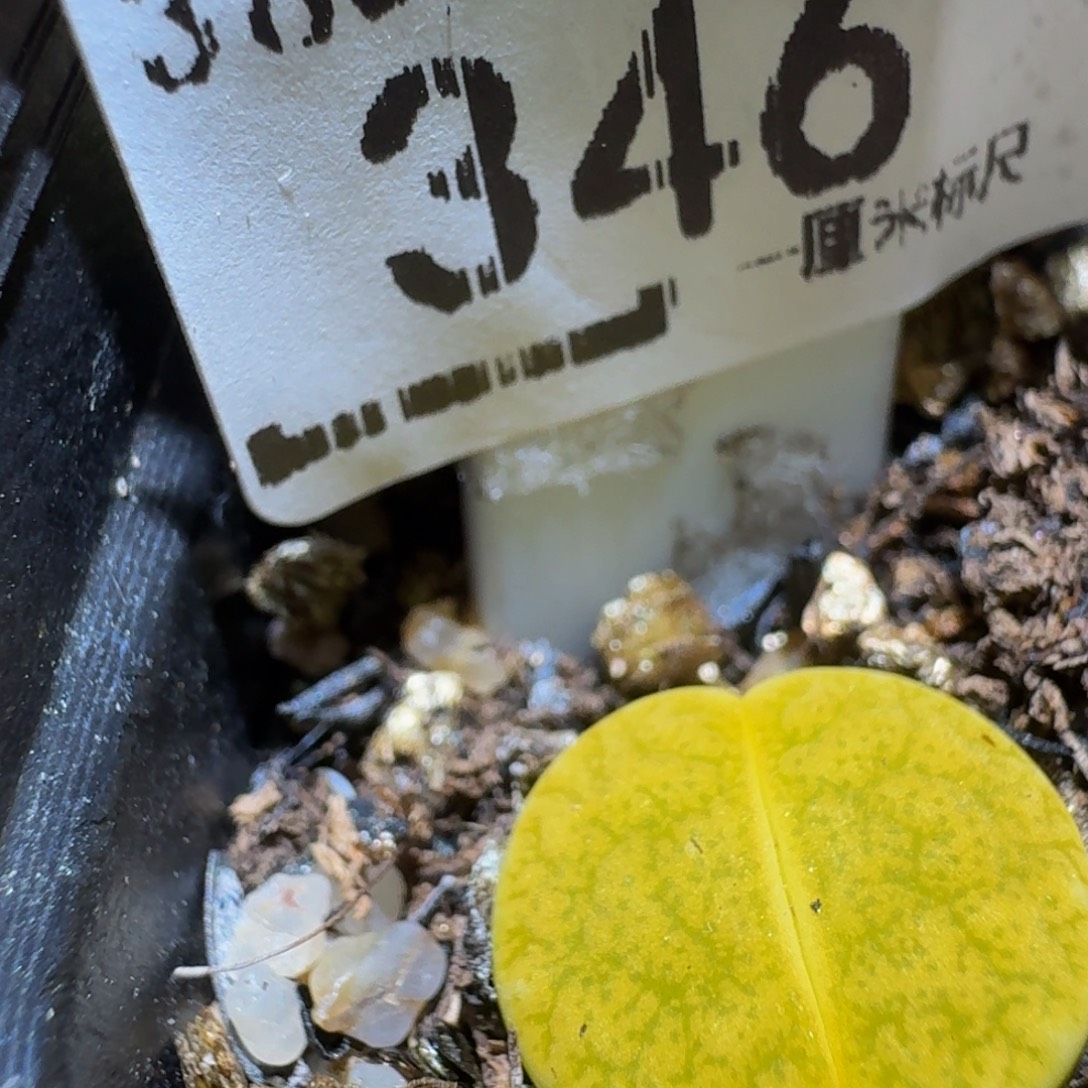 Ssss精品生石花346