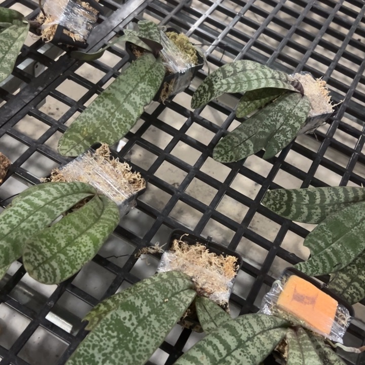 光***穷不开花植物阿拜尔送板