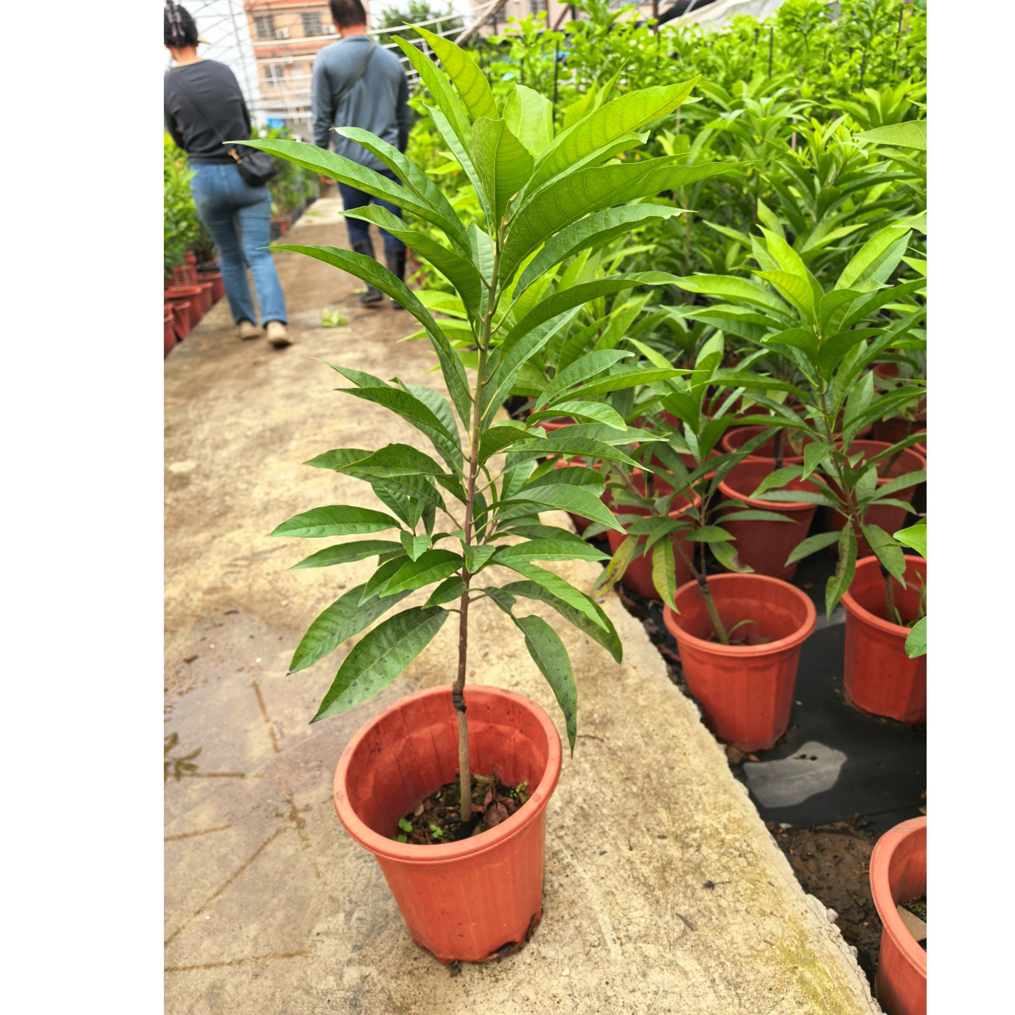 AL罗斯果鸡蛋果 两季湿包鸡蛋果庭院地栽盆栽绿植