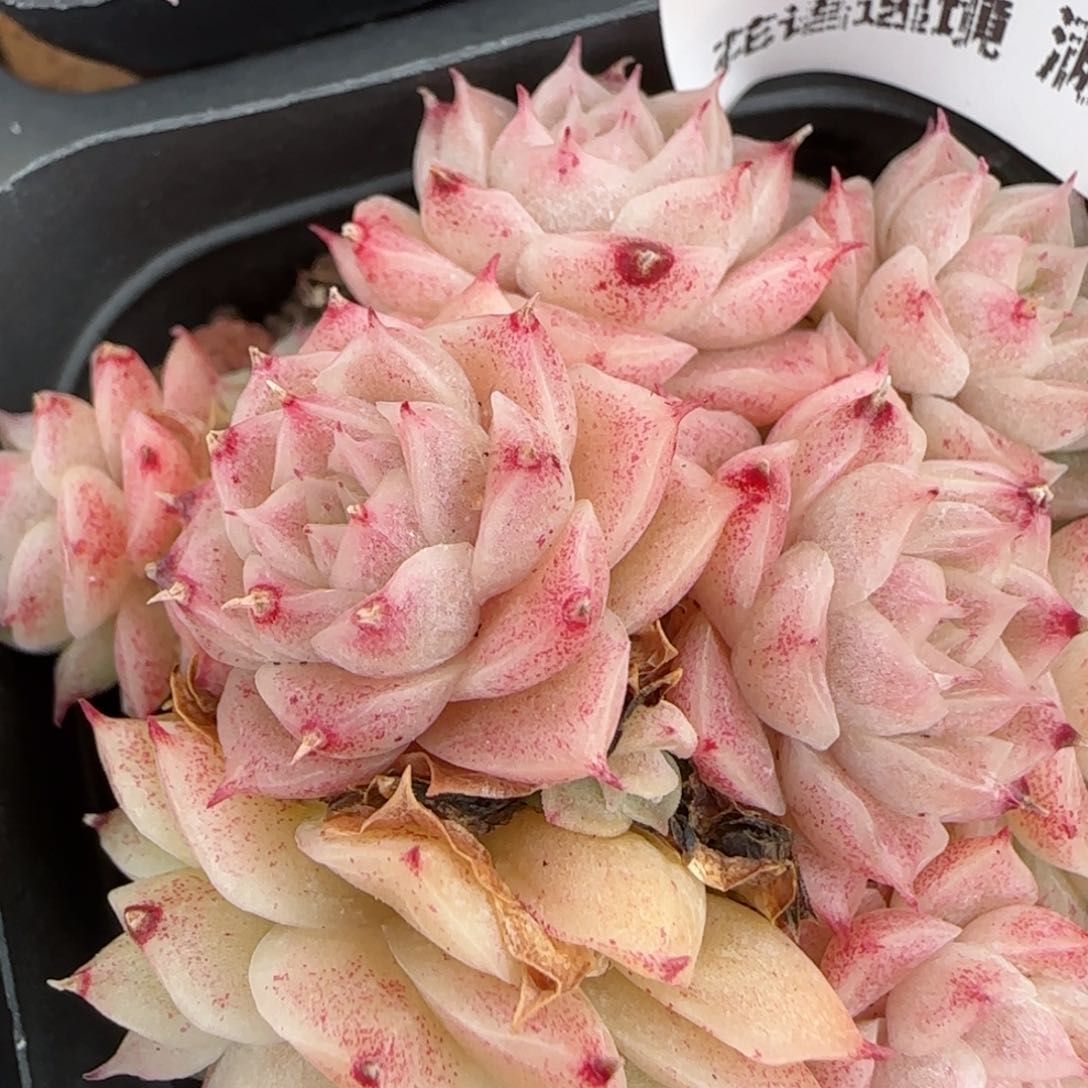 花语逸镜0204-252