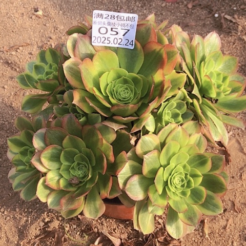 2.24-57奶白多肉植物