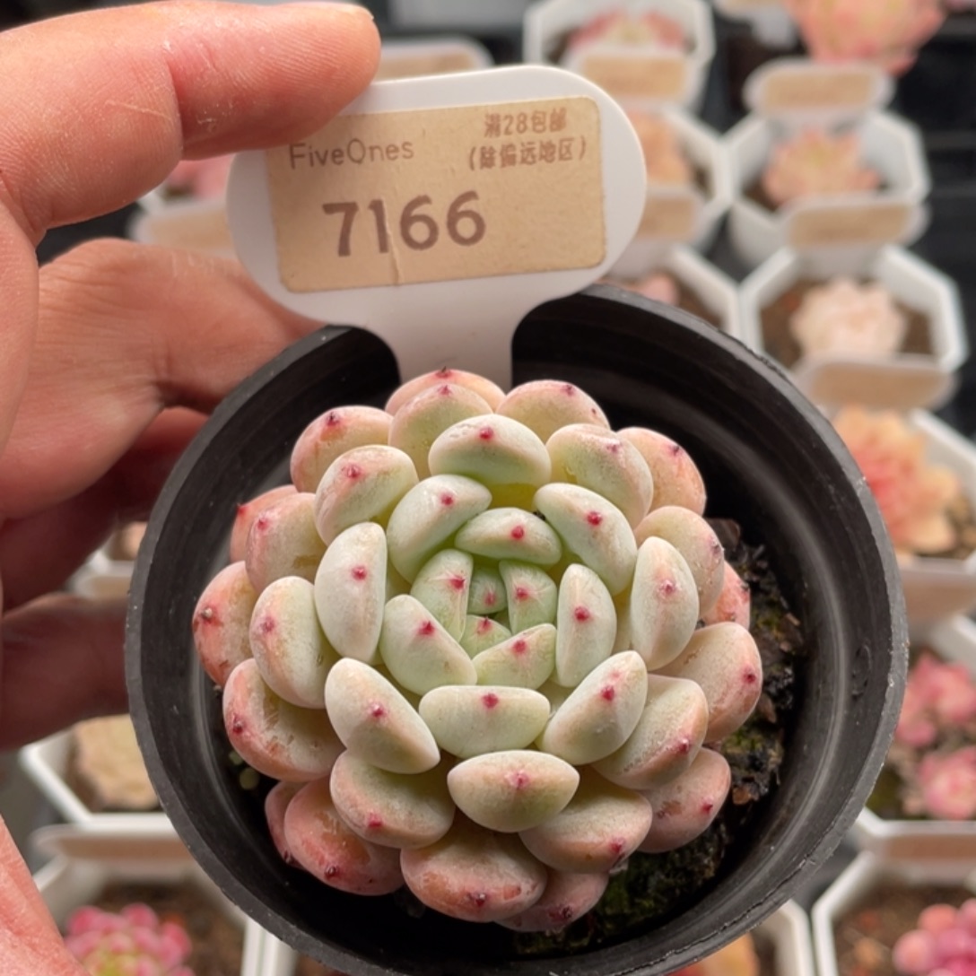 雪爪7166-5.5厘米