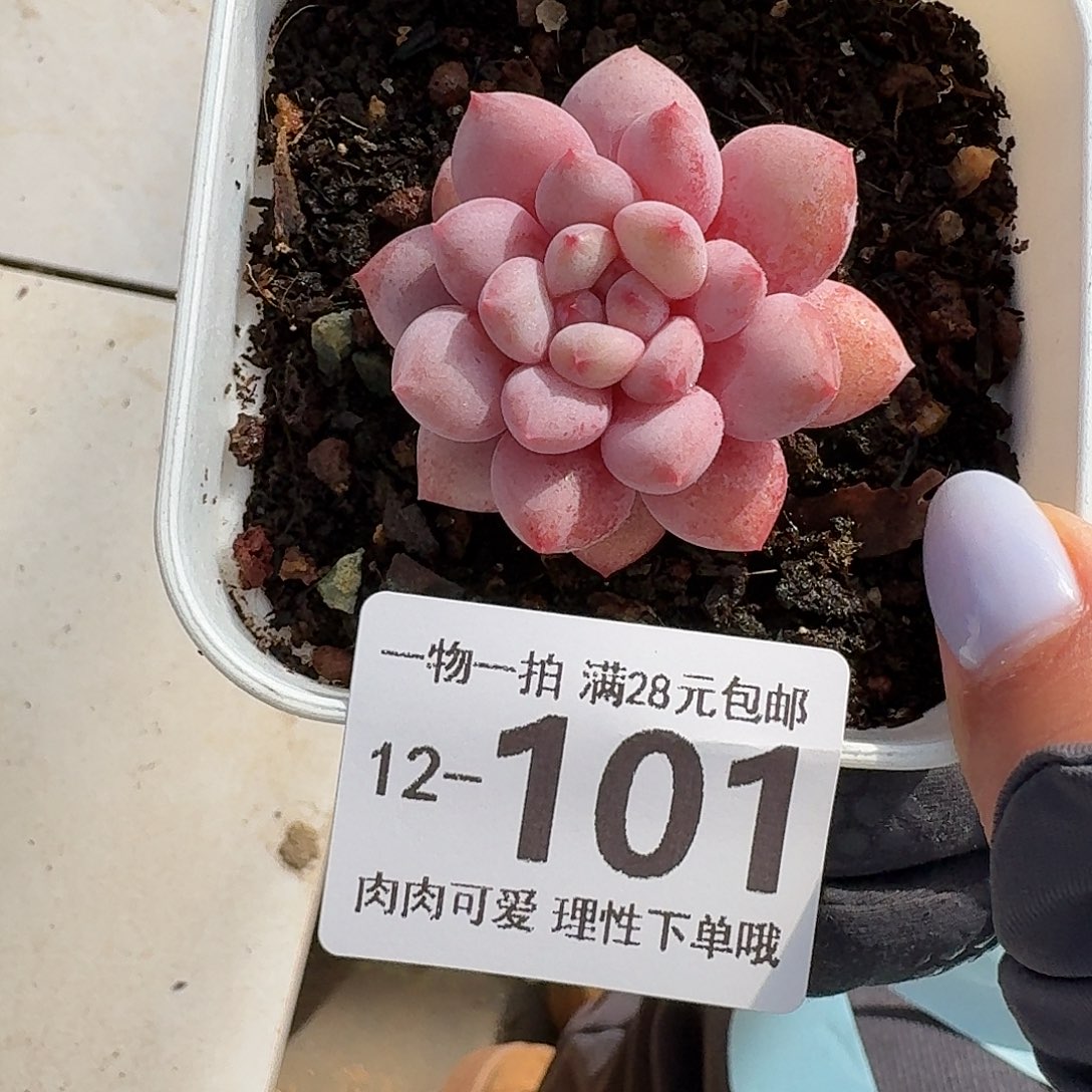 半夏无盆无发货无