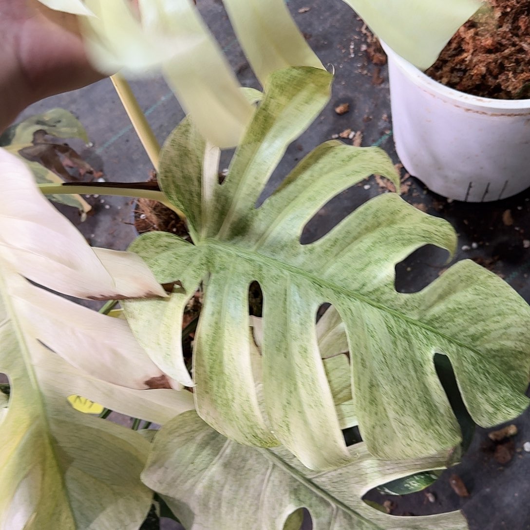 热***武不开花植物泰国薄荷有焦边T6