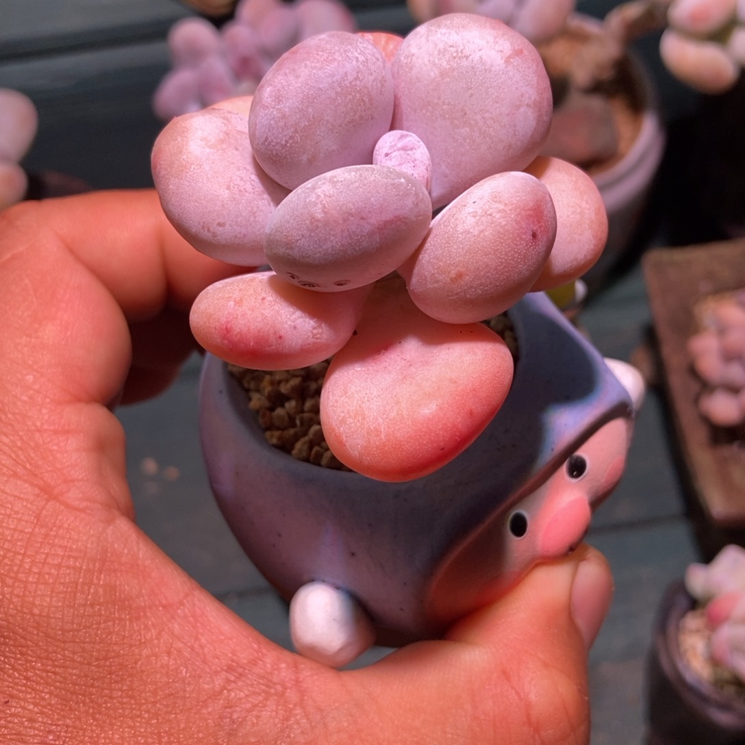 大*一物一拍多肉油煎