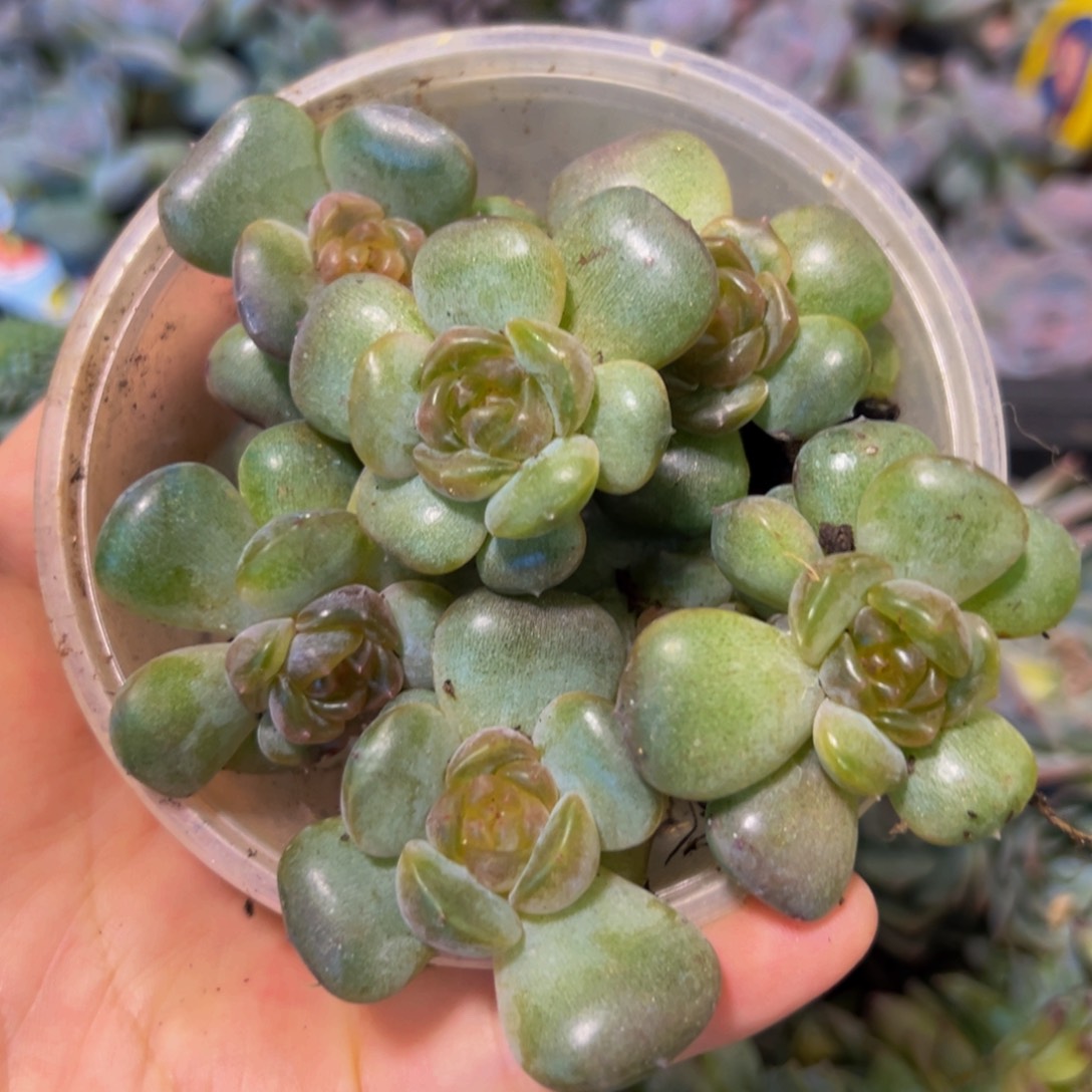 13颗 新年快乐 溏心 新年快乐