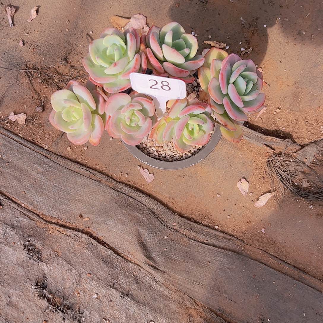 琪*妈28白月光小树38。。。。