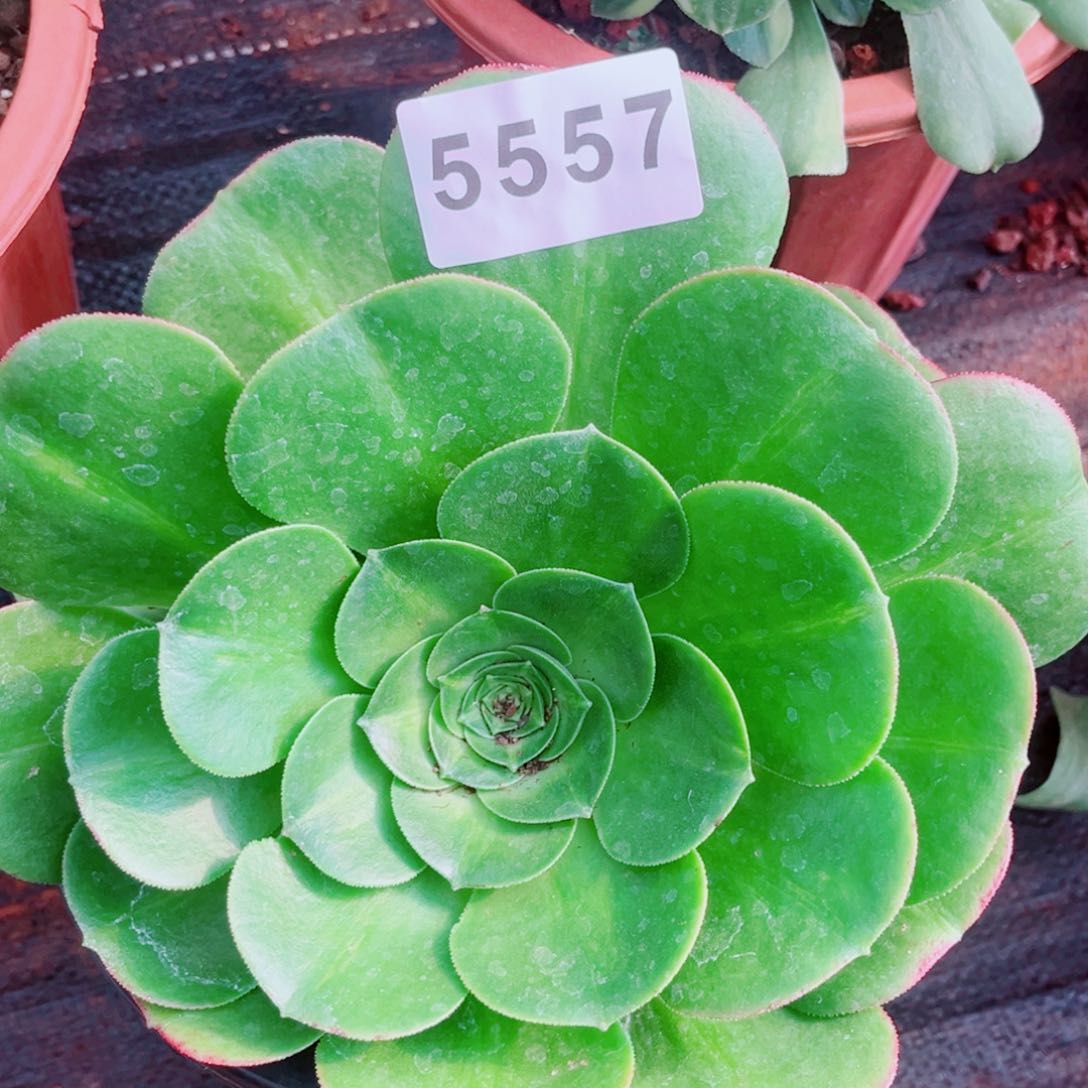 香炉盘多肉发货发货