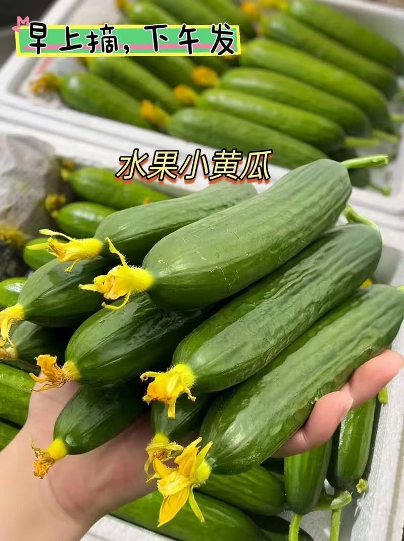 本地水果黄瓜（乳瓜）、快递包邮次日达、足足3斤